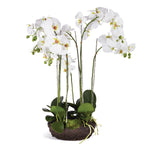 Phalaenopsis Bowl Drop In 31.5"