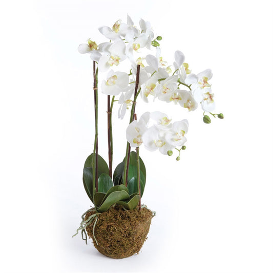 CC 30" Phalaenopsis Drop-In