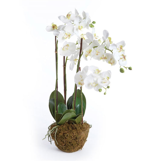 CC 30" Phalaenopsis Drop-In