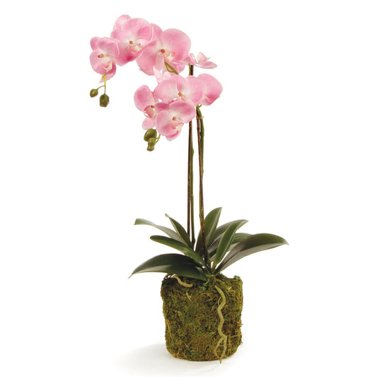 CC 23" Phal Pink Drop In