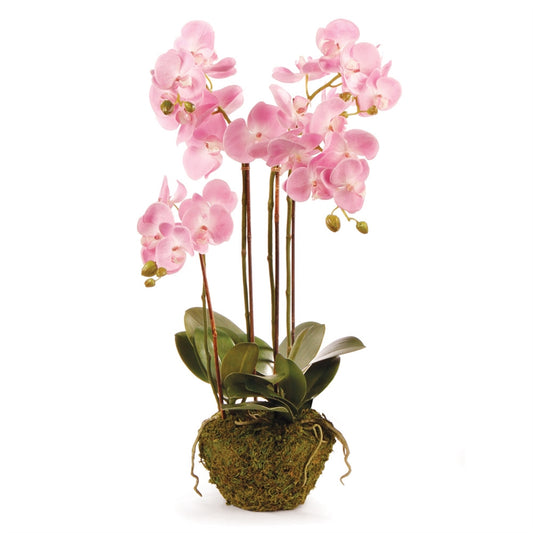 CC 30" Phal Pink Drop In