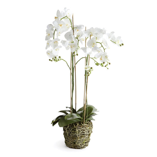 CC 44" Phal Drop In White