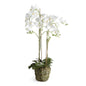 CC 44" Phal Drop In White