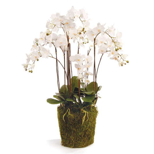 CC 36" Phalaenopsis Drop In