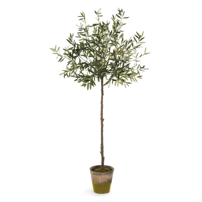 CC 69" Olive Tree in Moss Pot
