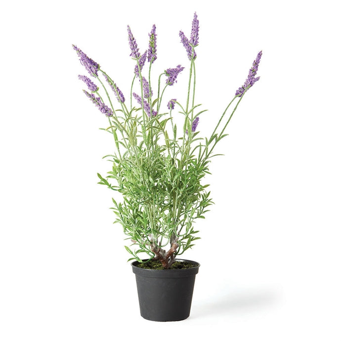 French Lavender 18" Drop In