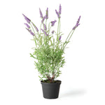 French Lavender 18" Drop In