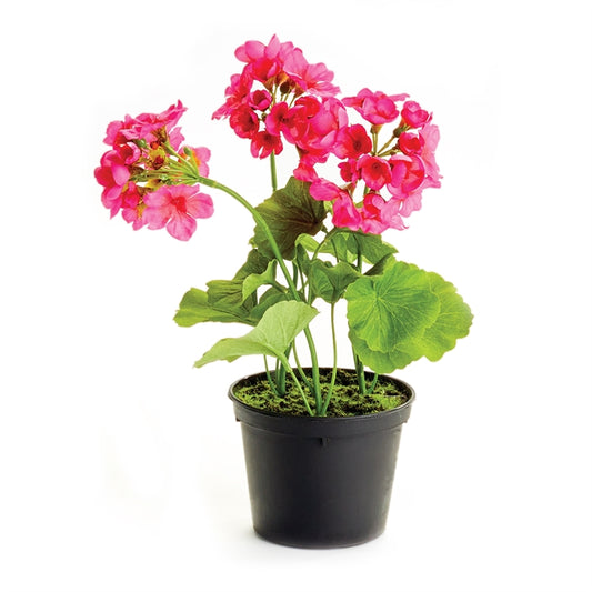 Geranium Drop-In 10"