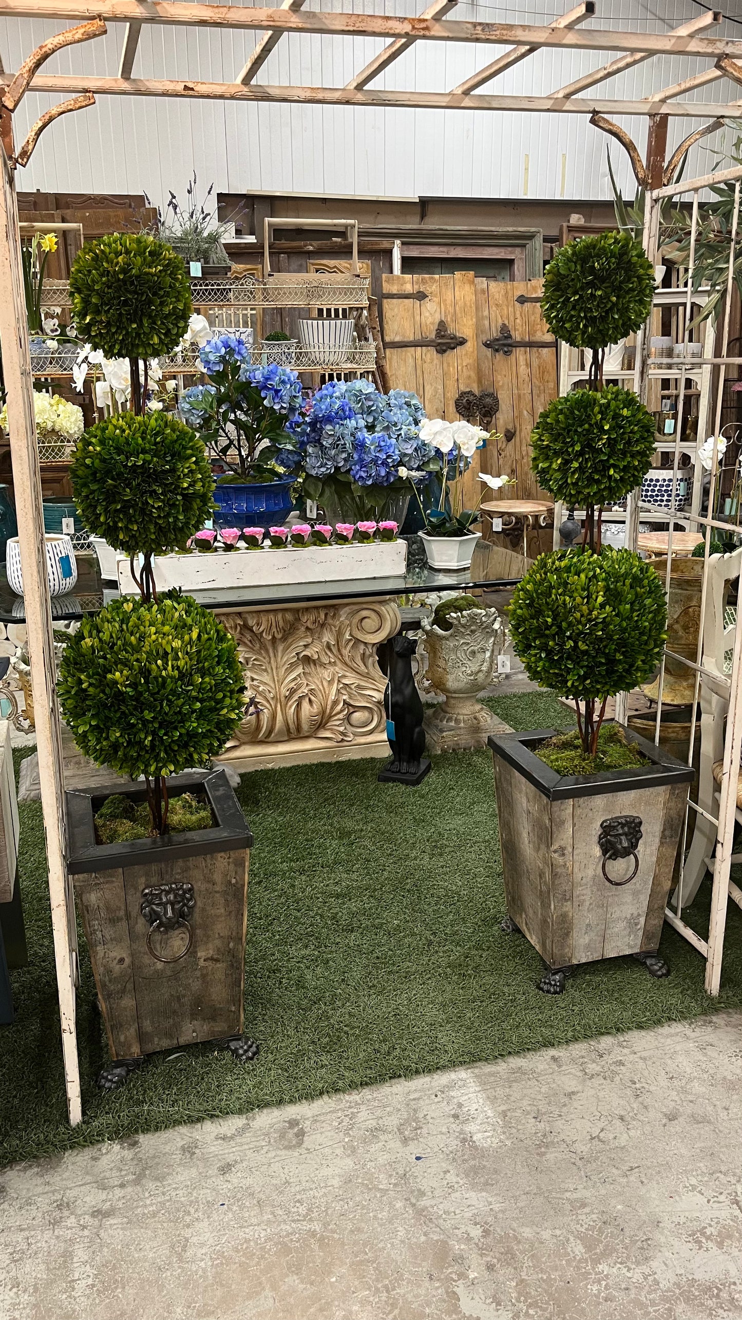 PAIR Topiaries in Lion Urns 67"