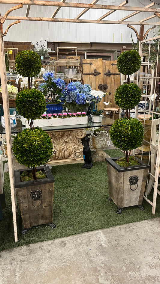 PAIR Topiaries in Lion Urns 67"