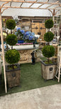 PAIR Topiaries in Lion Urns 67"