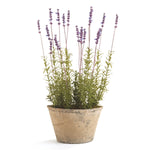 French Lavender 21" Potted