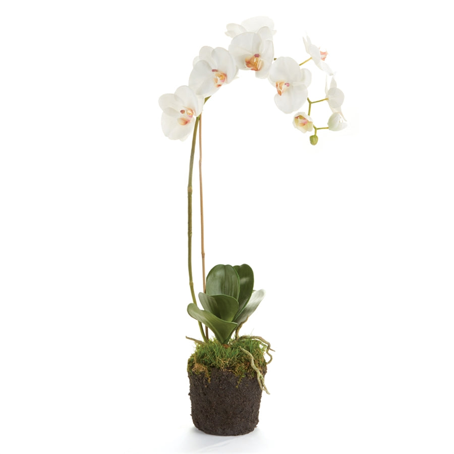 Phalaenopsis 26" Orchid Drop-In Wht