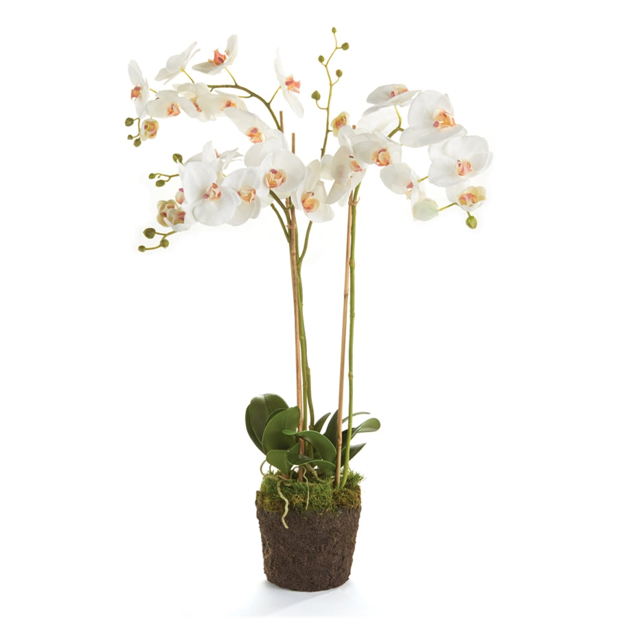 Phalaenopsis 31" Orchid Drop-In Wht