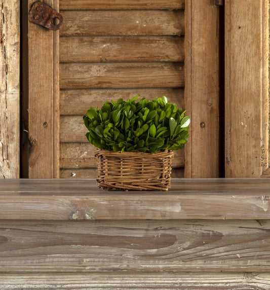 SM Boxwood Hedge