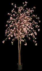 6.5' Pink Cherry Blossom Tree